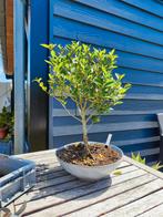 Bonsai startplant ligustrum, Ophalen