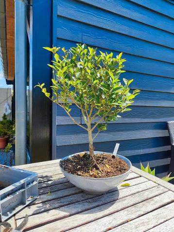 Bonsai startplant ligustrum beschikbaar voor biedingen