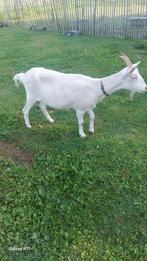 Witte melkgeiten zeer tam., Dieren en Toebehoren, Schapen, Geiten en Varkens