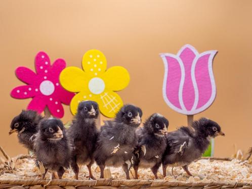 Noord Hollandse Blauwe baby kuikens, gesekst en ingeënt, Dieren en Toebehoren, Pluimvee, Kip, Vrouwelijk