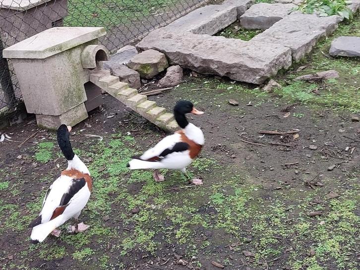 Bergeenden, Dieren en Toebehoren, Pluimvee, Eend, Mannelijk