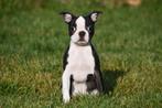 Chiots Boston Terrier à vendre, 15 semaines à 1 an, Étranger, Hépatite contagieuse (maladie de Rubarth), Autres races