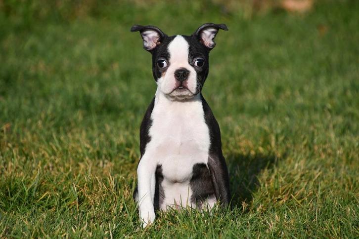 Chiots Boston Terrier à vendre, Animaux & Accessoires, Chiens | Jack Russell & Terriers, Plusieurs animaux, Autres races, Éleveur | Professionnel