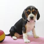 Beagle pups te koop (Belgisch), België, Beagle, Handelaar, CDV (hondenziekte)