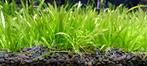 Sagittaria Subulata (plante aquatique), Ophalen of Verzenden, Nieuw, Plant(en), Steen of Hout