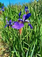 Blauwe lis / Siberische iris, Enlèvement, Plante fixe