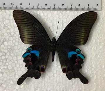 Papilio a. arcturus, Laos #2 beschikbaar voor biedingen
