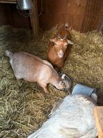 3x moeder en dochter 1x jaarling dwerggeitje., Animaux & Accessoires