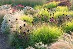 Siergrassen en vaste planten, Tuin en Terras, Ophalen, Siergrassen