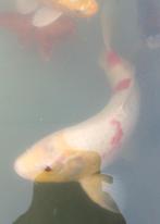 Koi´en te koop, Dieren en Toebehoren, Vissen | Vijvervissen