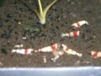 Crystal red RPL garnalen, Dieren en Toebehoren, Vissen | Aquariumvissen