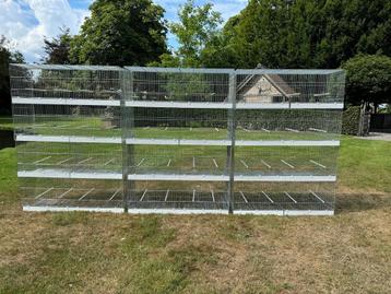 12 Italiaanse draadkooien (120 cm) wegens beëindiging hobby beschikbaar voor biedingen