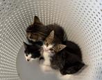 Kittens die een warmz thuis zoeken, Dieren en Toebehoren, Katten-accessoires, Ophalen of Verzenden