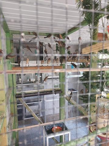 MEXICAANSE ROODMUSSEN beschikbaar voor biedingen