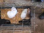 Vijf jongen leeuw koptjes 12 weken alle vijf samen 30 euro, Dieren en Toebehoren, Konijnen