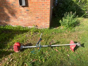 Bosmaaier beschikbaar voor biedingen