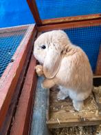 Raszuiver Nederlandse hangoor konijn, Dieren en Toebehoren, Konijnen, Hangoor