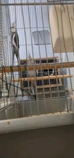 Valkparkiet Kweekpaar met witte kop 2024, Dieren en Toebehoren, Vogels | Hokken en Kooien, Ophalen