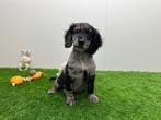 Cockapoo pups - bleu merle kleur, België, Overige rassen, 8 tot 15 weken, CDV (hondenziekte)