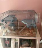Hamsterkooi 58,50x39x39, Hamster, April, Vrouwelijk, Tam