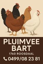 Pluimvee te 1760 Roosdaal iedere dag open van 9 tot 19 u, Dieren en Toebehoren, Vrouwelijk, Kip