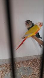 Jonge pyrrhura split dilute, Dieren en Toebehoren, Vogels | Parkieten en Papegaaien, Geringd