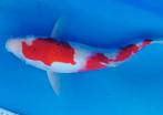 Japanse jumbo koi,Kohaku nissai, Soragoi tossai ea., Dieren en Toebehoren, Vissen | Vijvervissen