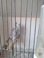 Engelse grasparkieten