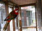 Jonge rozellas te koop, Dieren en Toebehoren, Vogels | Parkieten en Papegaaien, Meerdere dieren