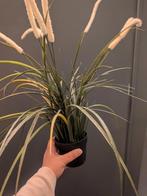 Kunst plant, Ophalen, Gebruikt, Binnen