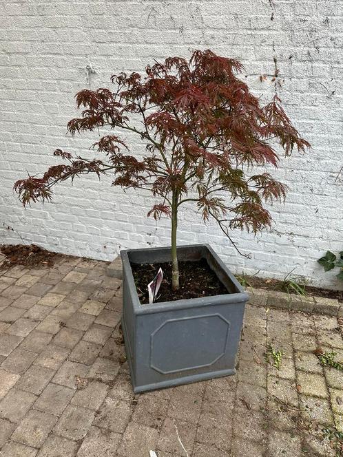 Acer palmatum, Tuin en Terras, Planten | Bomen, Winter, Ophalen of Verzenden