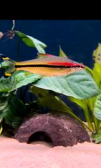 2 barbelen, Dieren en Toebehoren, Vissen | Aquariumvissen