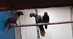 Zwarte lori, Dieren en Toebehoren, Vogels | Overige Vogels