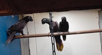 Zwarte lori beschikbaar voor biedingen