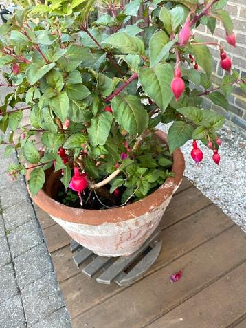 tuinplanten laurier belleboom asters hortensia eigen kweek, Tuin en Terras, Planten | Tuinplanten, Ophalen