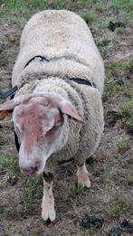 Charolai bok, Dieren en Toebehoren, Februari, Mannelijk