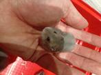 nestje 3 HAMSTERTJES, Animaux & Accessoires, Rongeurs, Hamster, Décembre, Domestique, Plusieurs animaux