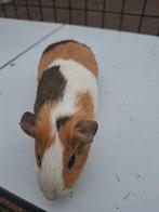 5 Cavia's, Dieren en Toebehoren, Knaagdieren, Cavia, Augustus, Meerdere dieren, Tam