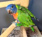 Jeune femelle loriquet Eam/apprivoisée livraison possible, Animaux & Accessoires, Oiseaux | Perruches & Perroquets, Femelle, Domestique