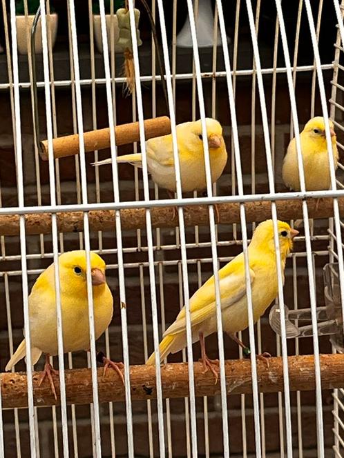 Jonge kanaries 2025, Dieren en Toebehoren, Vogels | Kanaries, Zangkanarie, Geslacht onbekend