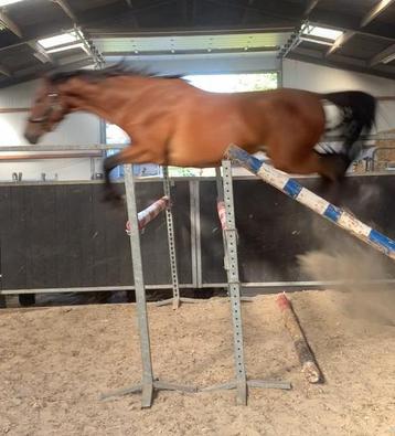 Cheval sautant disponible aux enchères