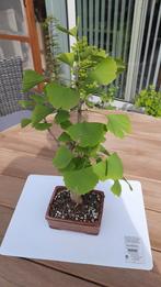 Ginkgo biloba bonsai, Jardin & Terrasse, Automne, Enlèvement, Ombre partielle