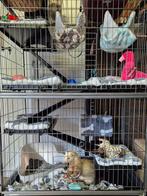 Frettenkooi, Ophalen, Zo goed als nieuw, 90 cm of meer, 75 tot 110 cm