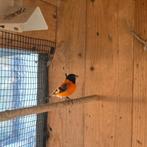 Kapoetsensijs, Dieren en Toebehoren