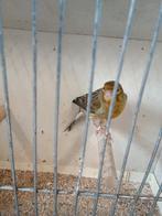 Bonte kanarie man, Dieren en Toebehoren