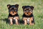 Chiots Yorkshire Terrier à vendre - Les parents sont présent