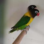 bewezen kweekkoppel agapornis Personata, Dieren en Toebehoren, Meerdere dieren, Dwergpapegaai of Agapornis, Geringd