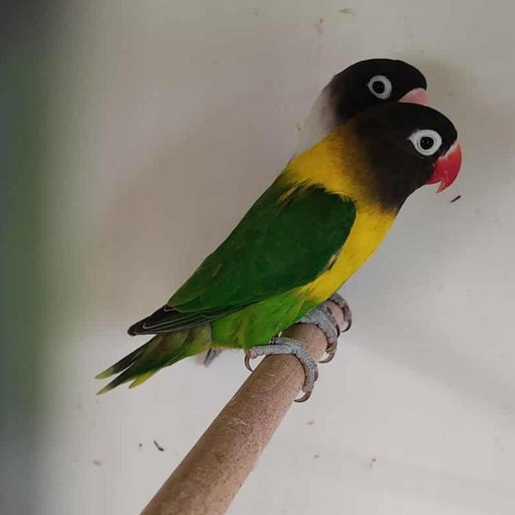 bewezen kweekkoppel agapornis Personata, Dieren en Toebehoren, Vogels | Parkieten en Papegaaien, Dwergpapegaai of Agapornis, Meerdere dieren