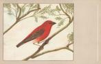 MADAGASCARWEVER, Collections, Cartes postales | Animaux, Non affranchie, Envoi, Oiseaux