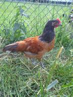 Vorwerkhaantjes (grijs), Dieren en Toebehoren, Pluimvee, Mannelijk, Kip